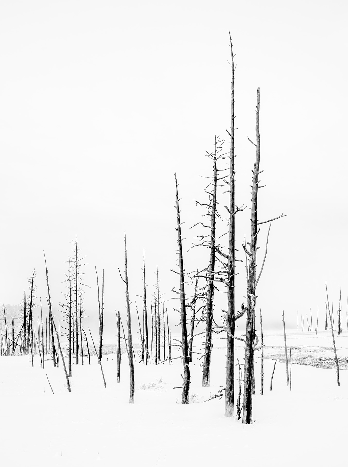 2nd PrizeOpen Mono In Class 3 By Sue Guy For Stilled JAN-2026.jpg